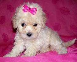 LUNA - Caniche (2 mois)