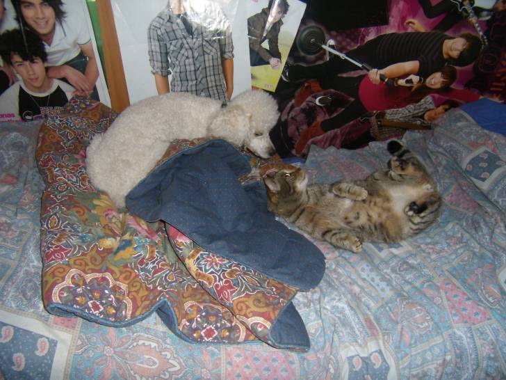 il mio cane scotch e il mio gatto tigre - Caniche Mâle (2 ans)