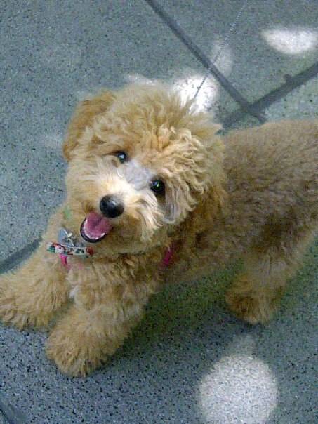 mia - Caniche (4 mois)