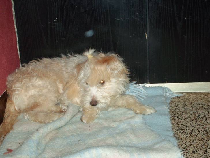 tarra - Caniche (1 an)
