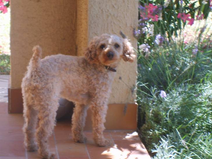 Voyou - Caniche Mâle (6 ans)