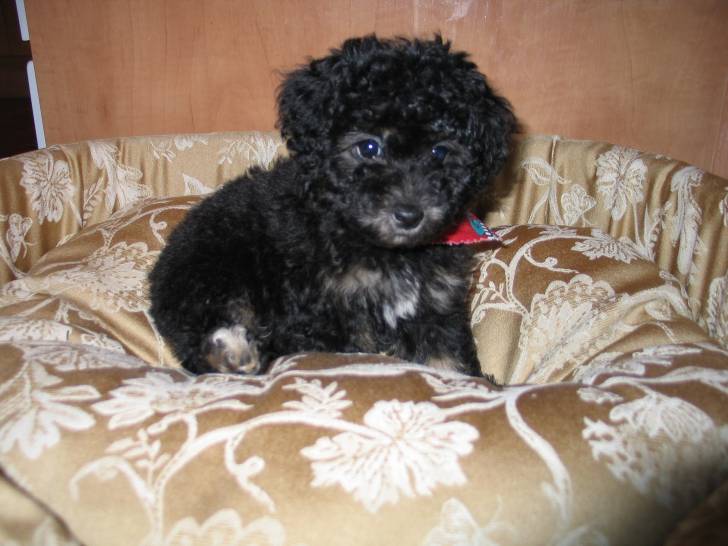 Rose - Caniche (8 mois)
