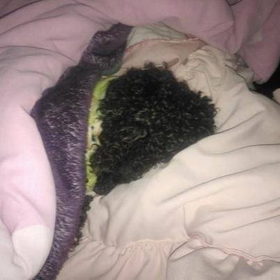 blacky - Caniche Mâle (8 ans)