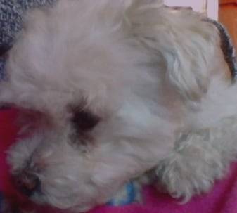nieve - Caniche (10 ans)