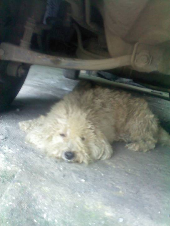 Terry - Caniche Mâle (5 mois)