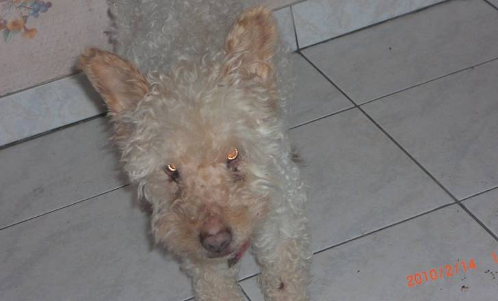 funky - Caniche Mâle (15 ans)