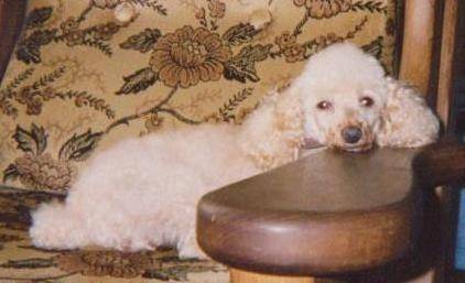 Bandit - Caniche Mâle