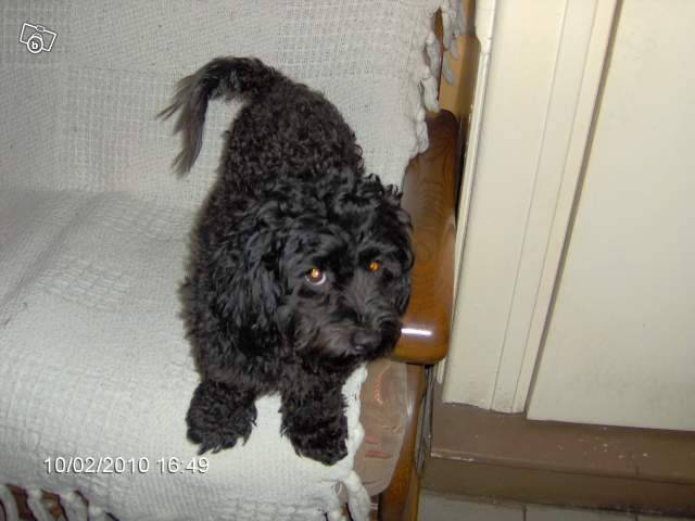 Black - Caniche Mâle (Autre)