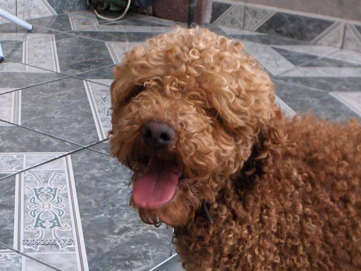 Oso - Caniche Mâle (5 ans)