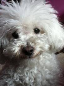 Maily - Caniche (3 ans)