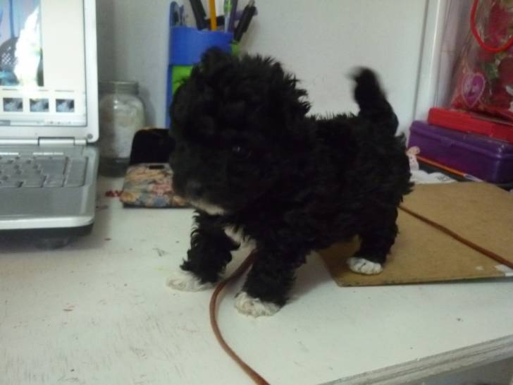 chachi - Caniche (1 an)