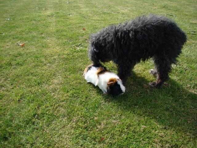 Abricot(le cochon d'inde ) et mascotte(chienne) - Caniche (16 ans)