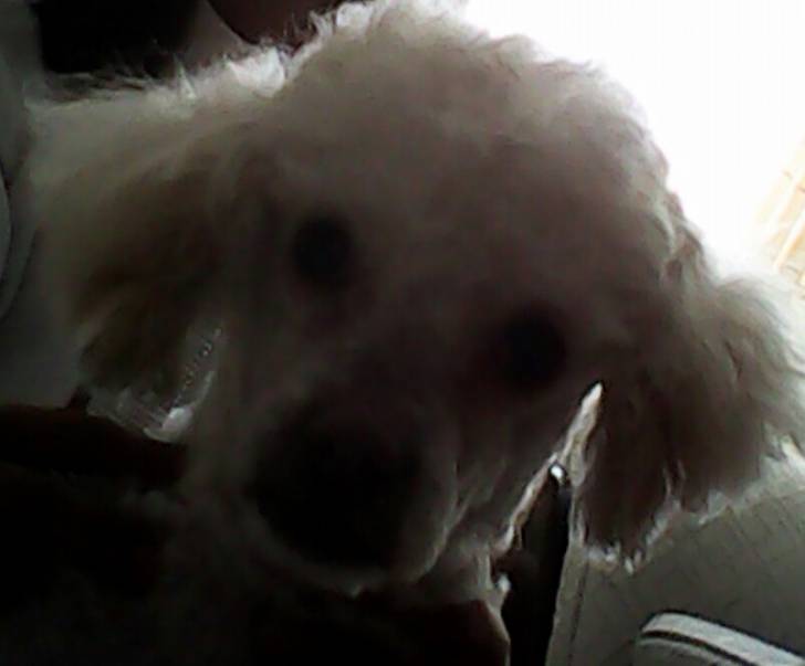 paris - Caniche (3 ans)