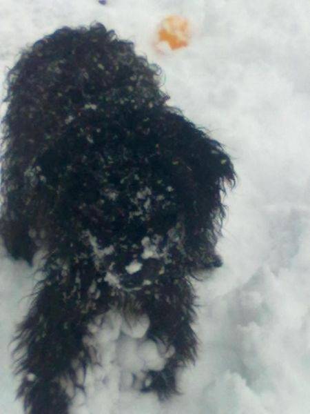 Monty - Caniche Mâle (1 an)