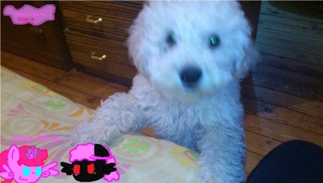 Cotton - Caniche Mâle (7 mois)