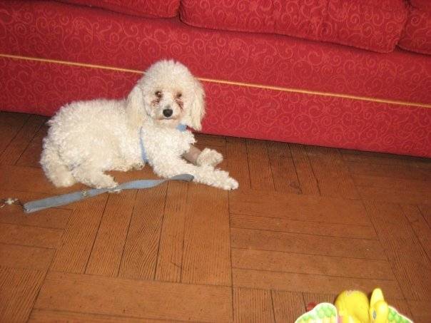 Tommy - Caniche Mâle (8 ans)