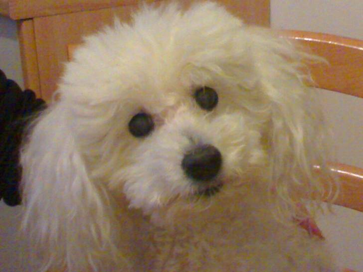baby - Caniche