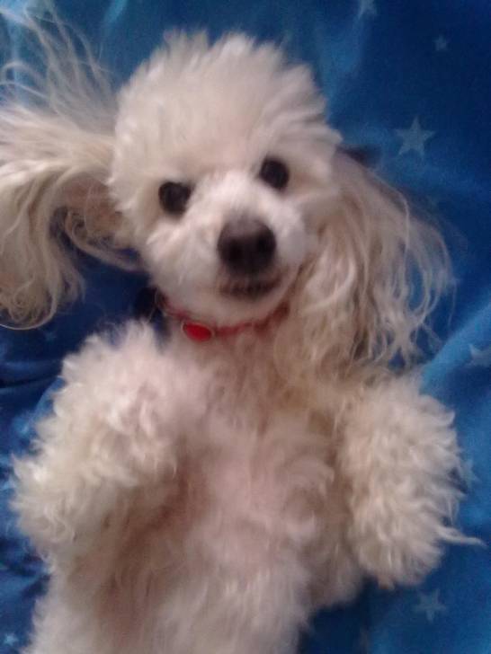 Wolfie - Caniche Mâle (9 ans)