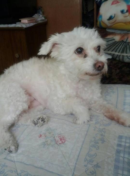 fany - Caniche (1 an)