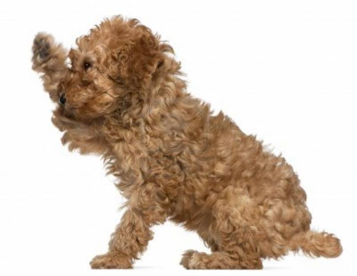 Laky - Caniche Mâle (7 ans)