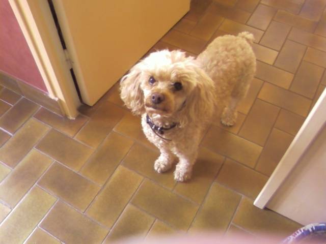 nina - Caniche