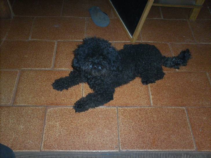 gian - Caniche (4 ans)