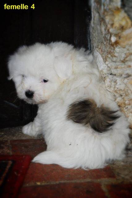Zynnia - Caniche (7 mois)