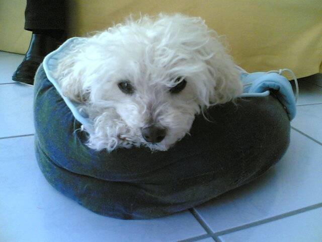 lilie - Caniche (1 an)