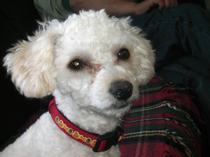 nina - Caniche (2 ans)