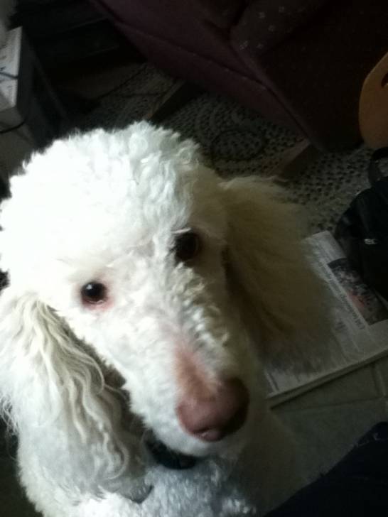 Maggie - Caniche (4 ans)