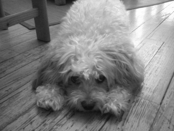 Fifi - Caniche (13 ans)