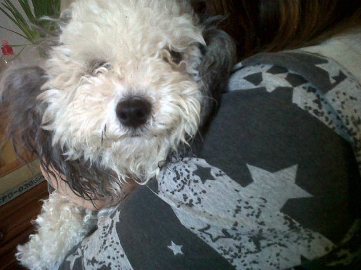 Biscotte - Caniche (2 ans)