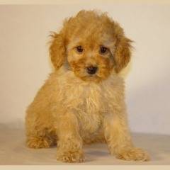 Chipie - Caniche