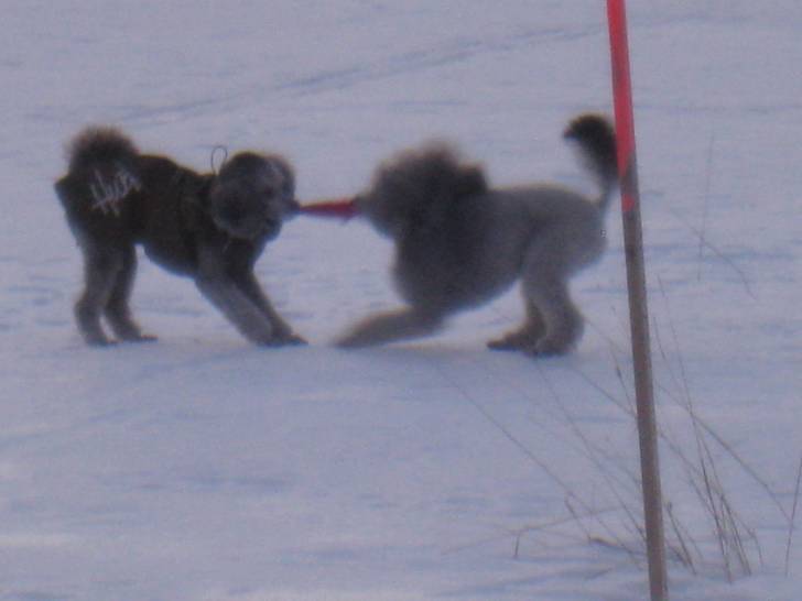 Sini and Maisa - Caniche