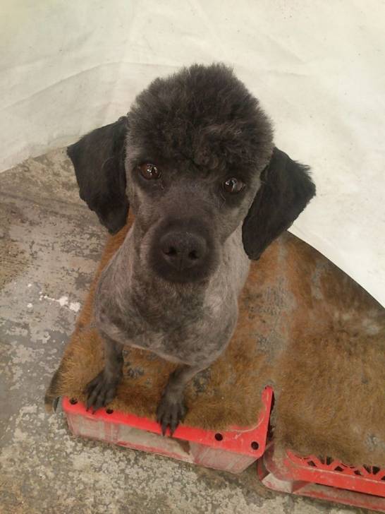 Fux - Caniche (2 ans)