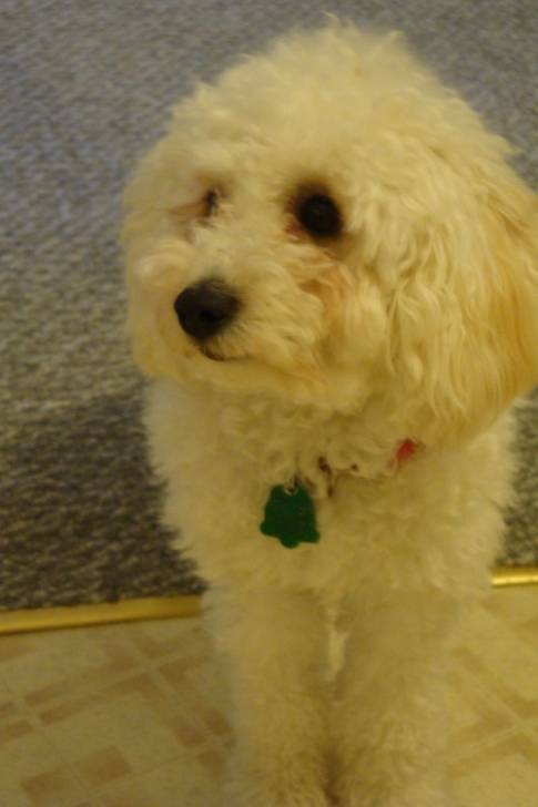 Tackie - Caniche (2 ans)