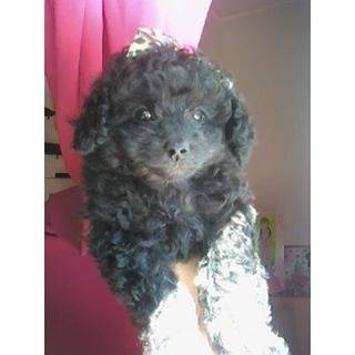 Moro - Caniche Mâle (3 mois)