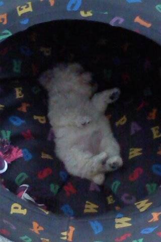 Sassy - Caniche (2 mois)