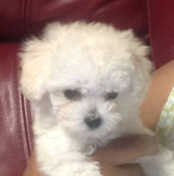 Sassy - Caniche (2 mois)
