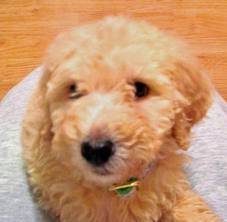 Chance - Caniche Mâle (4 ans)