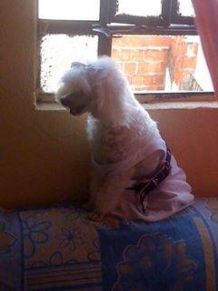 Magia - Caniche (9 ans)