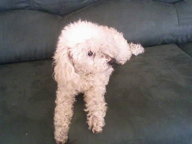 Caniche adoré ! - Caniche (12 ans)