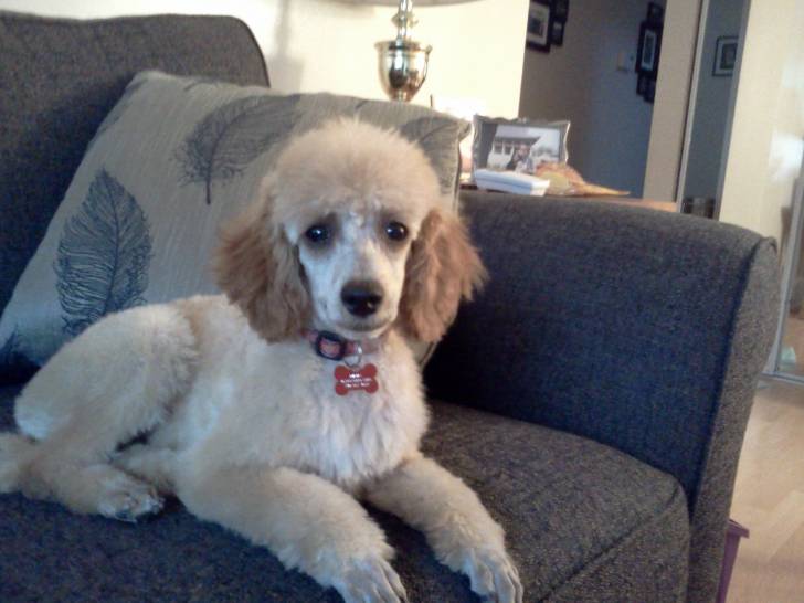 nickita - Caniche (2 ans)
