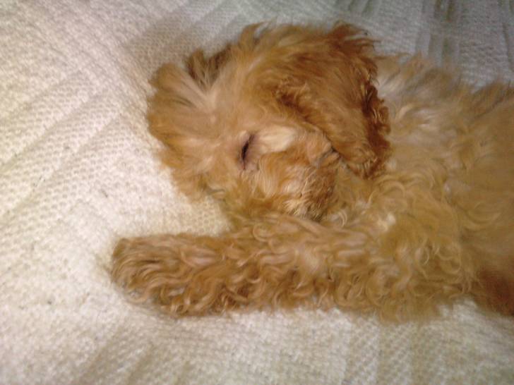 Emy - Caniche (10 mois)