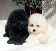 Lilly and Maxwell - Caniche (3 mois)