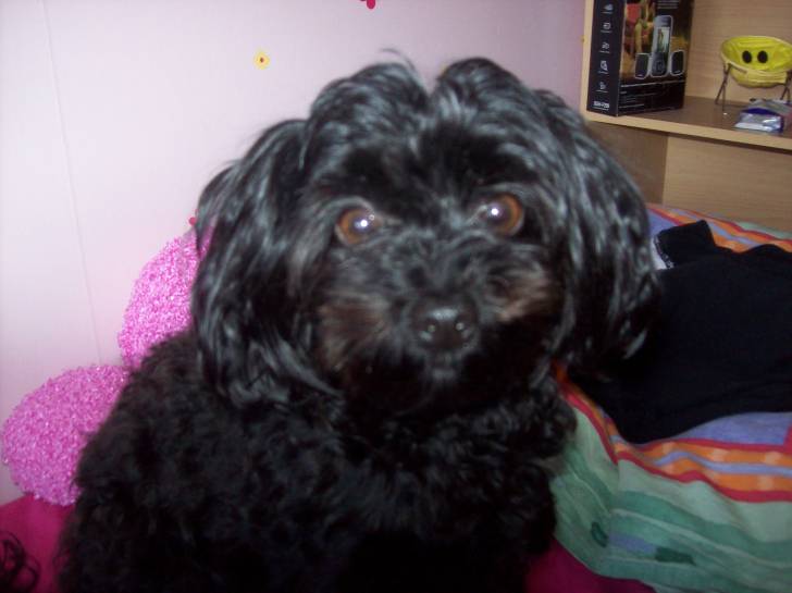 Clochette - Caniche (3 ans)