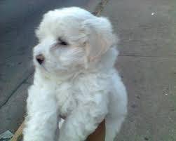 rosa - Caniche (4 mois)