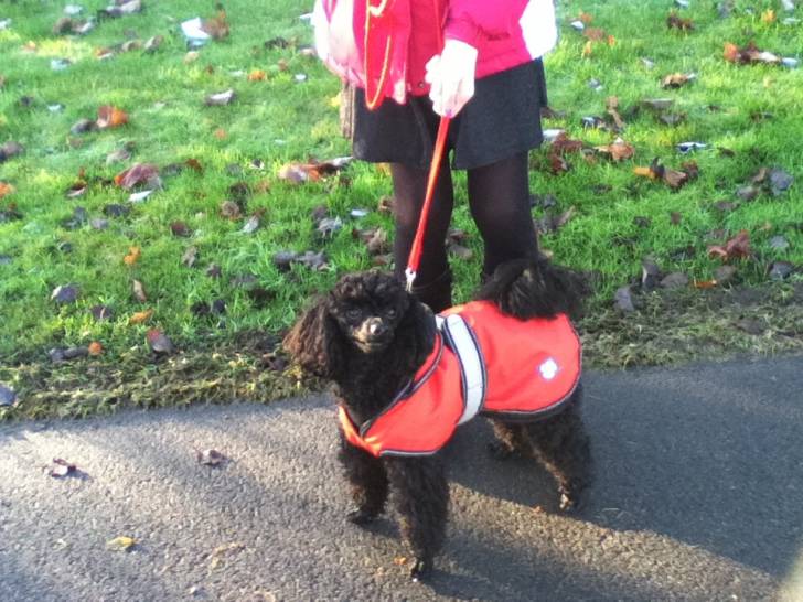 Poppy T - Caniche (2 ans)