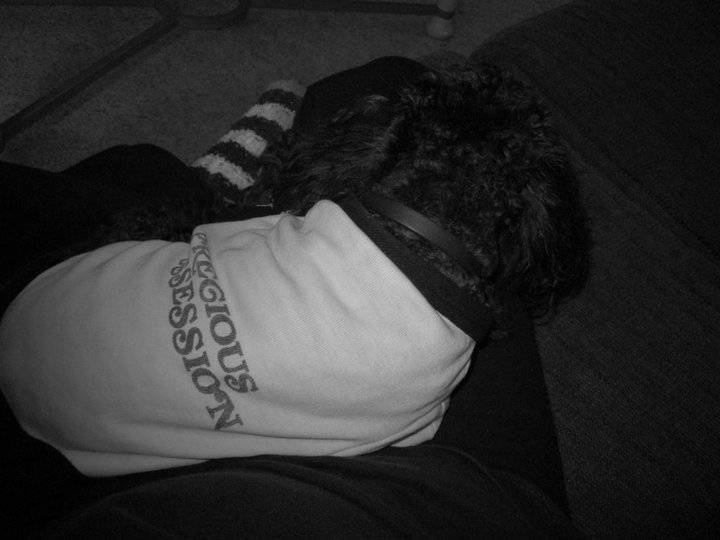 My Little One - Caniche (9 ans)