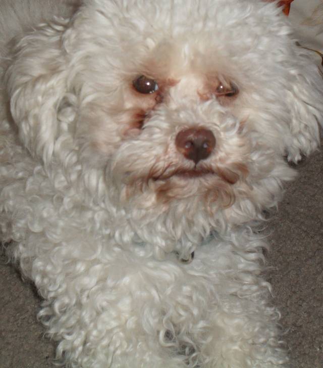 Olaf - Caniche Mâle (3 ans)